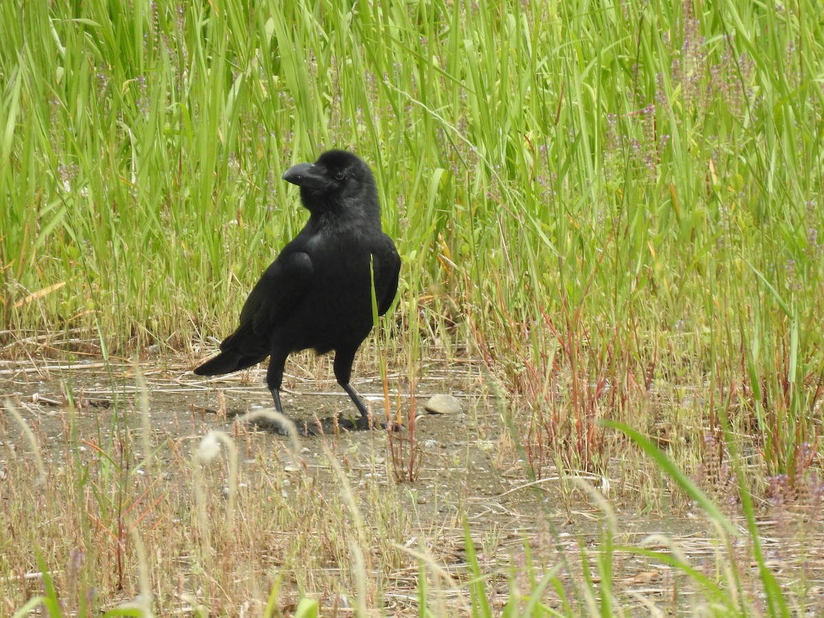 Large-billed Crow - ML619074718