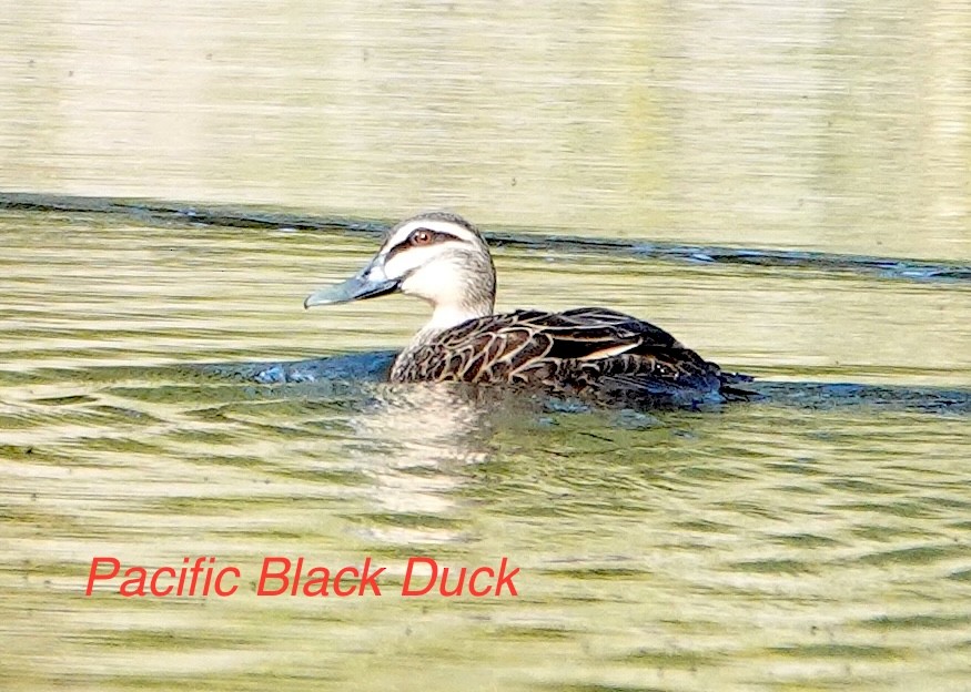 Pacific Black Duck - Norm Clayton
