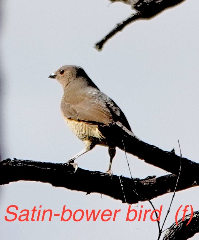 Satin Bowerbird - ML619074755