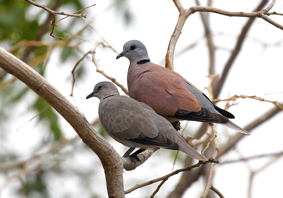Red Collared-Dove - ML619074780