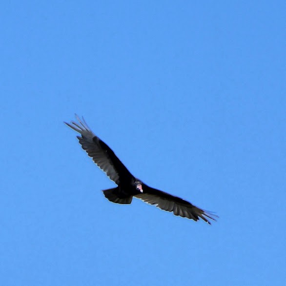 Turkey Vulture - ML619074802