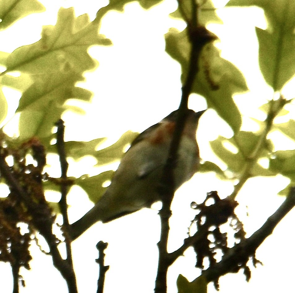 Bay-breasted Warbler - ML619074824