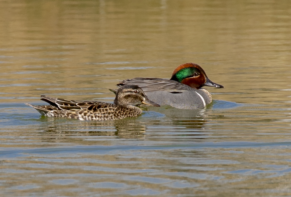Green-winged Teal - ML619074870