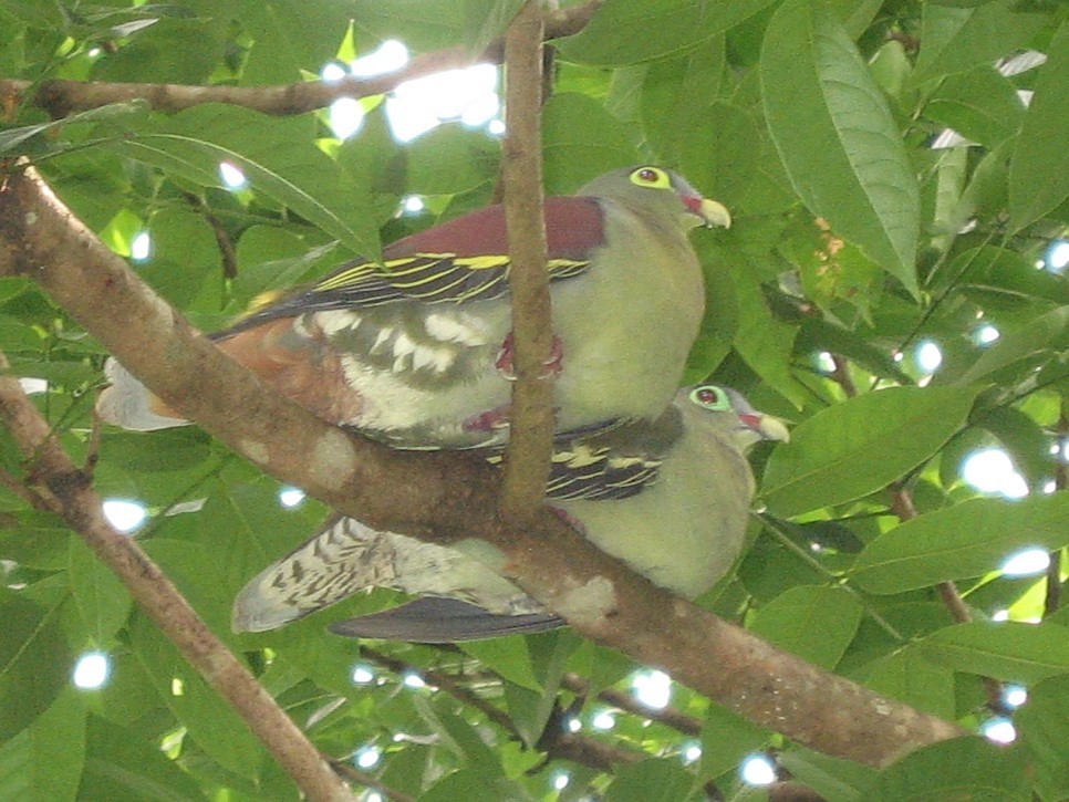 Thick-billed Green-Pigeon - ML619074886