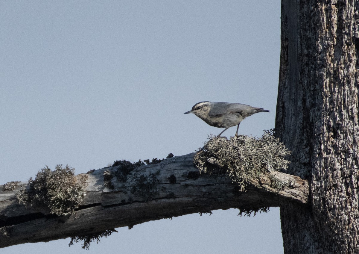 Corsican Nuthatch - ML619074898