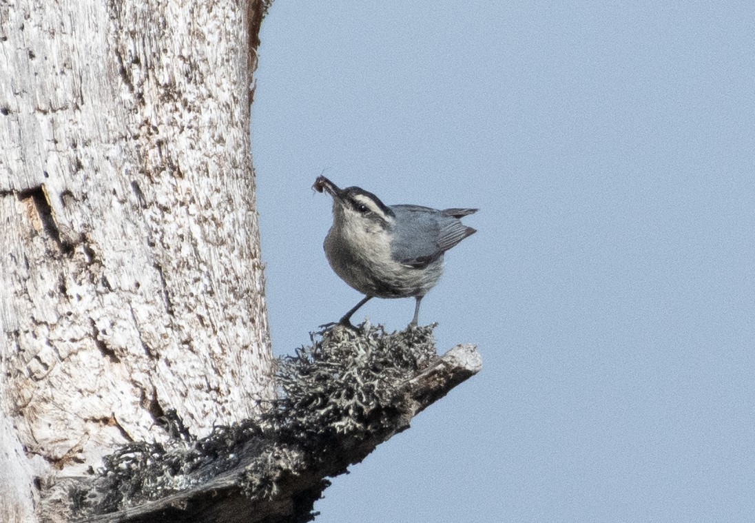 Corsican Nuthatch - ML619074903