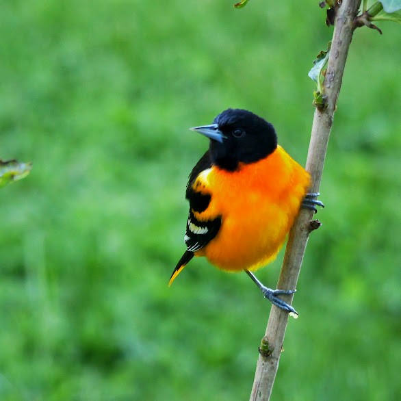Baltimore Oriole - Mary Murphy