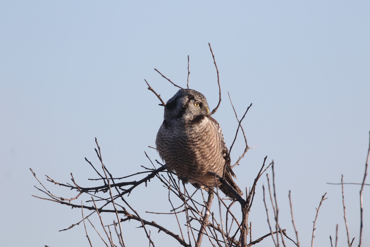 Northern Hawk Owl - ML619074908