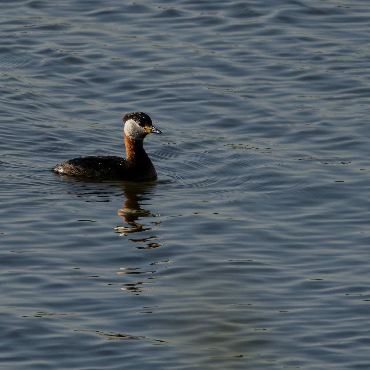 Red-necked Grebe - ML619074942