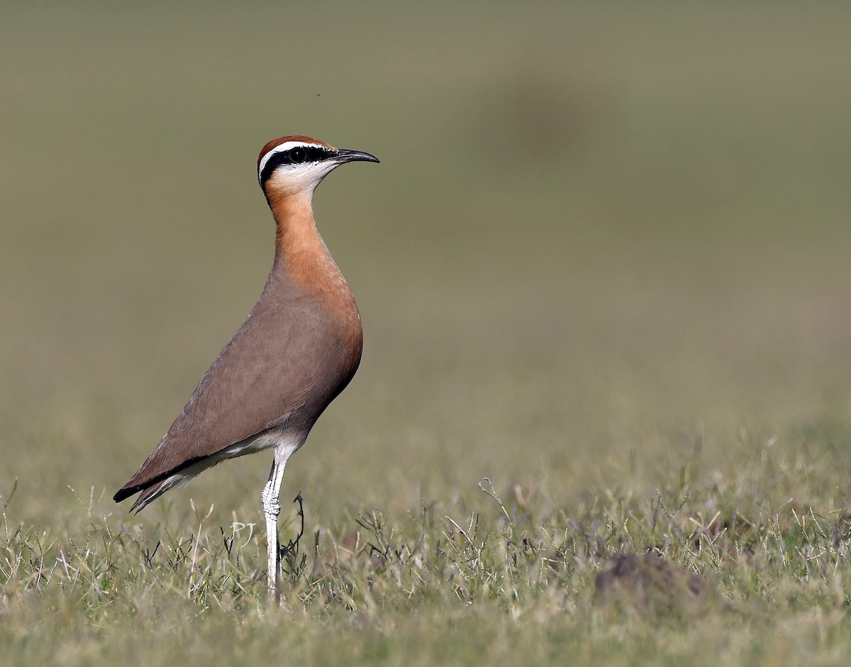 Indian Courser - ML619074943