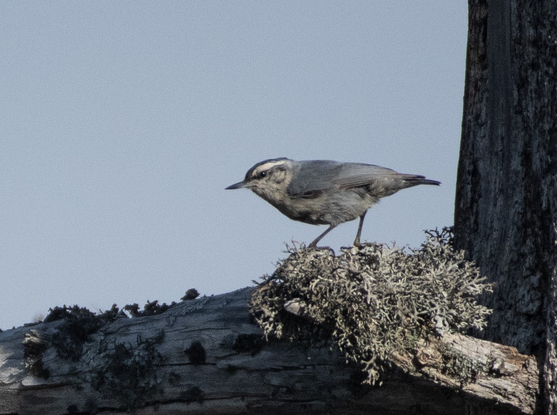 Corsican Nuthatch - ML619074951