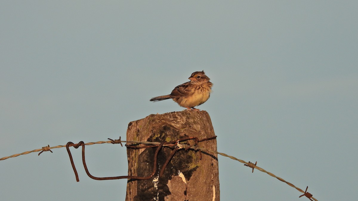 Grassland Sparrow - ML619074954