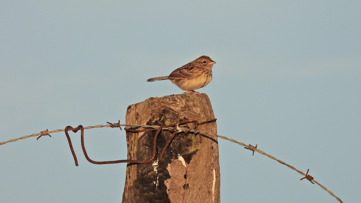 Grassland Sparrow - ML619074955