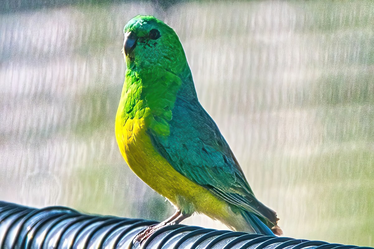 Red-rumped Parrot - ML619075008