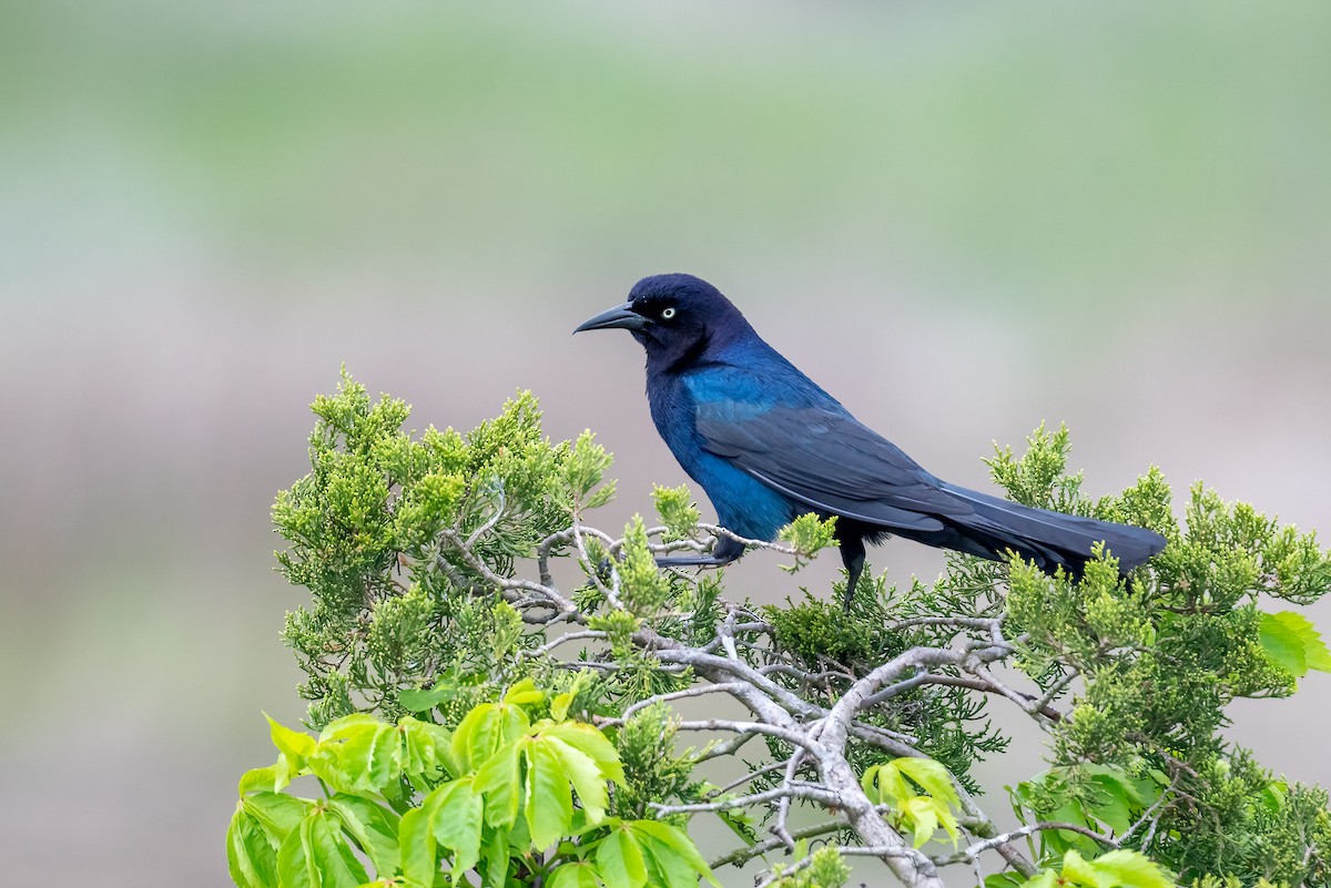 Boat-tailed Grackle - ML619075040