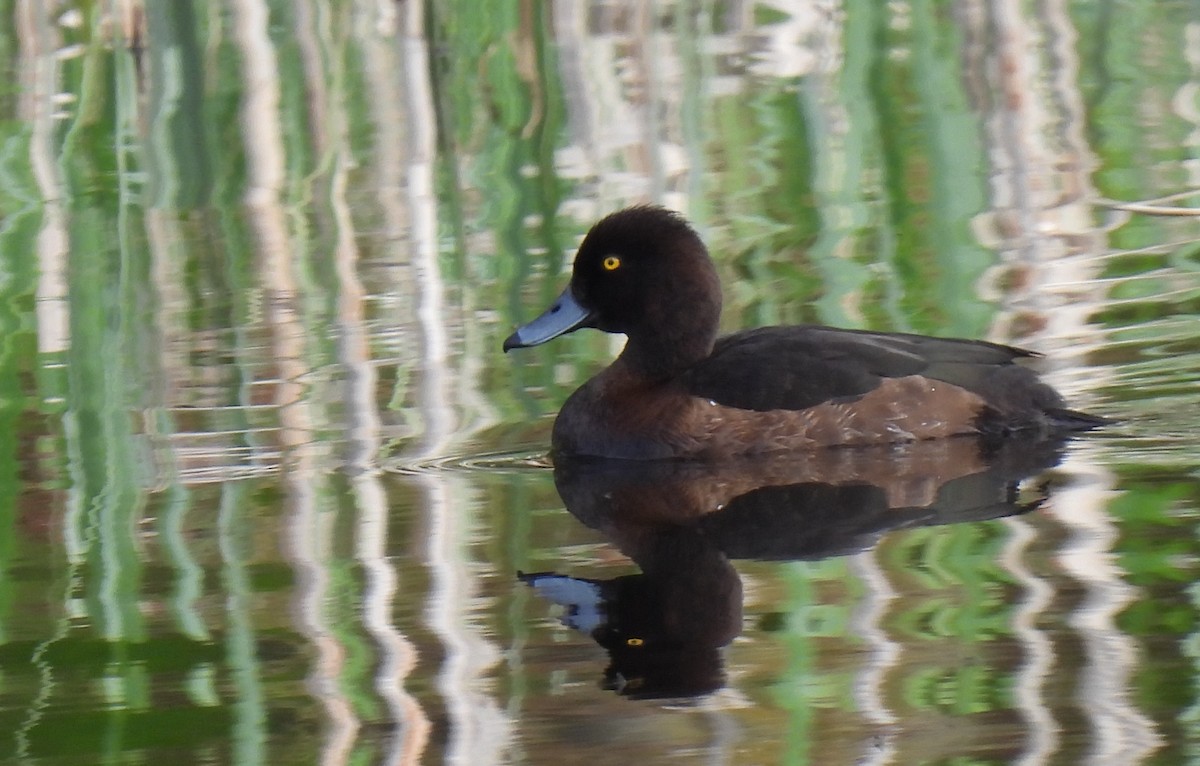 Tufted Duck - ML619075042