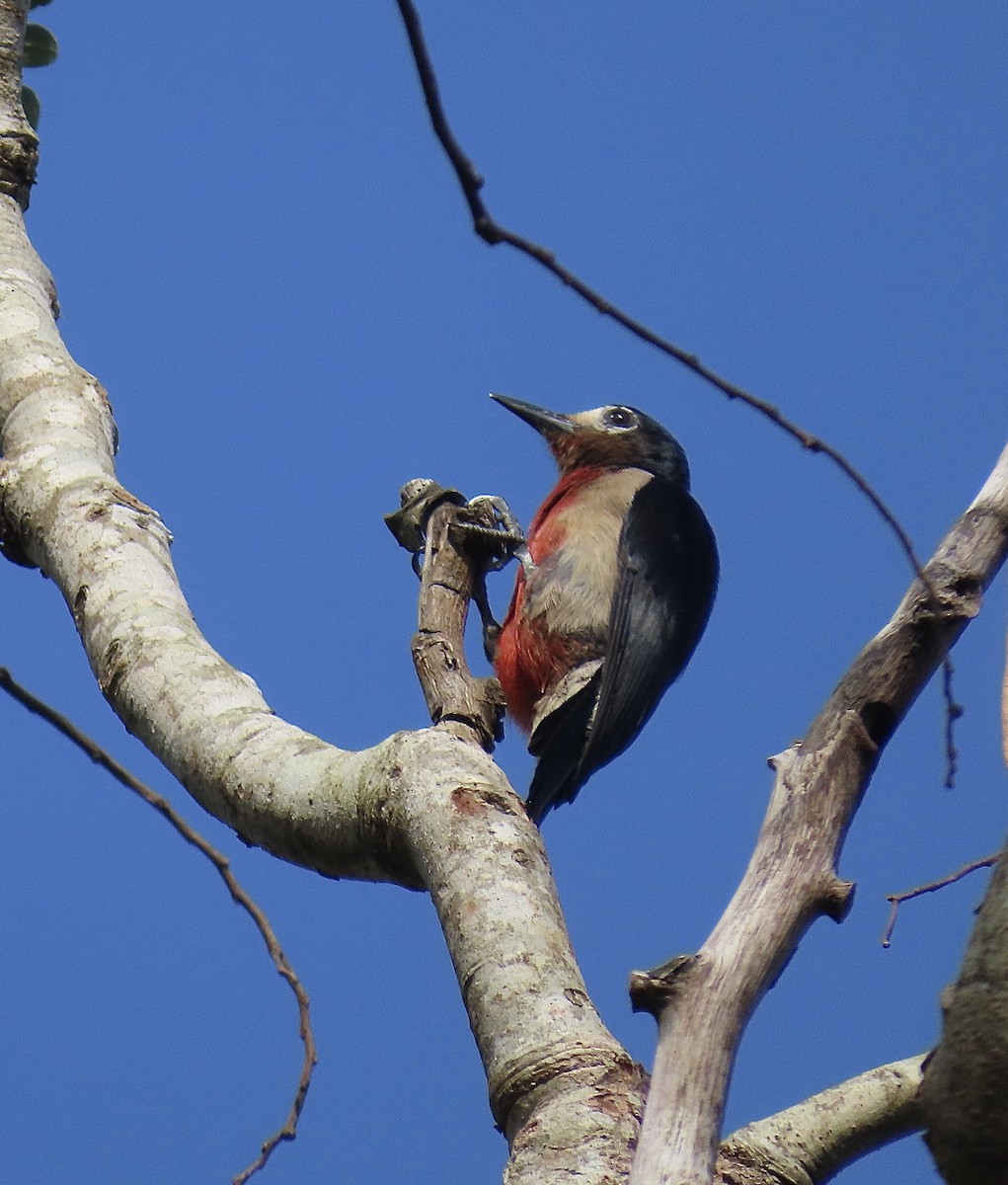 Puerto Rican Woodpecker - ML619075081