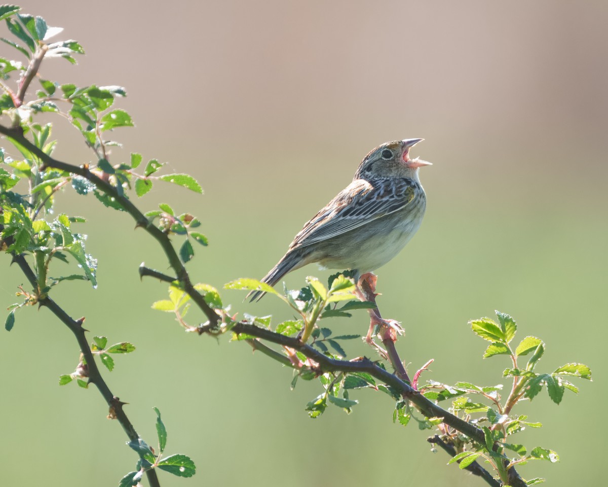 Grasshopper Sparrow - ML619075095