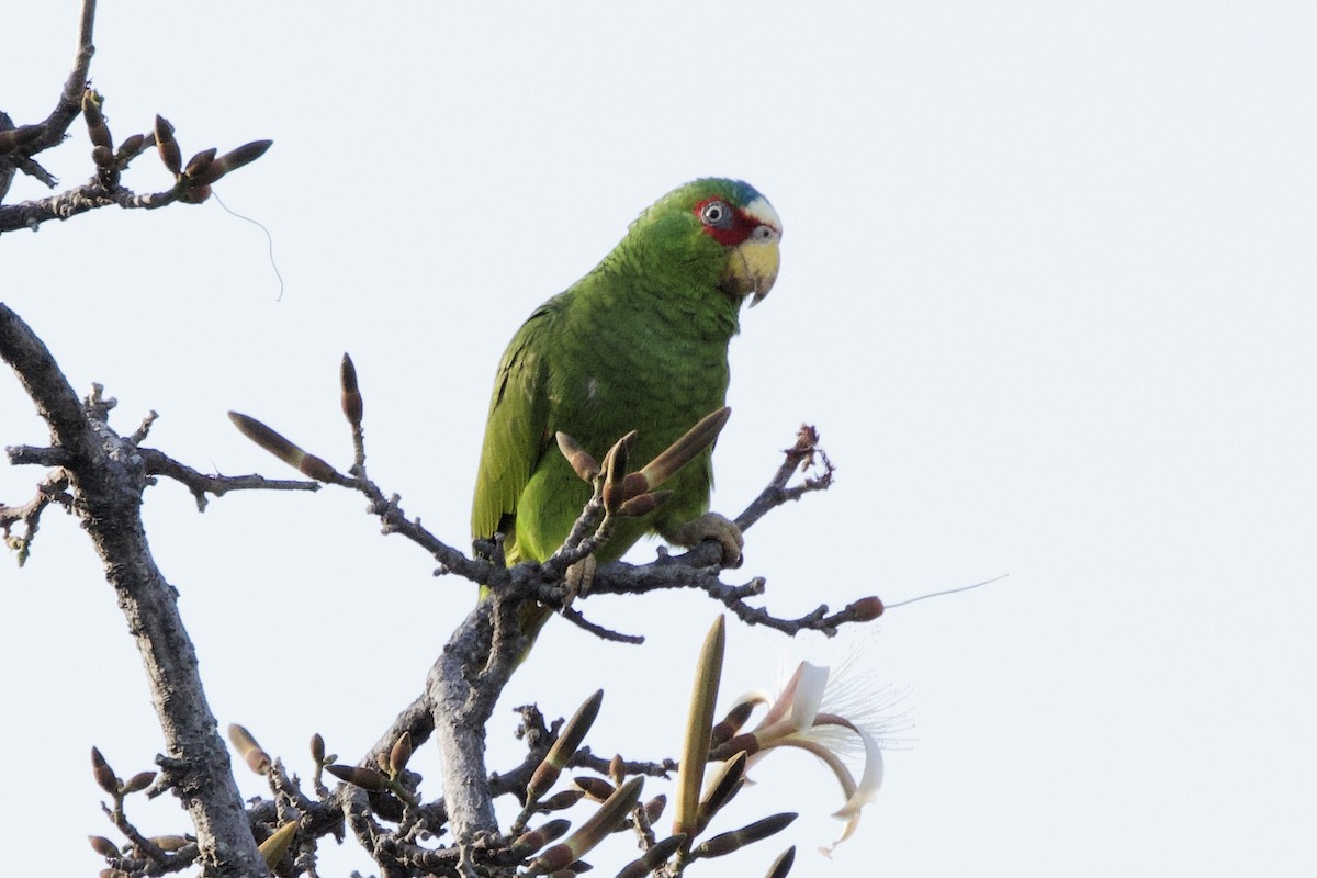 White-fronted Parrot - ML619075131