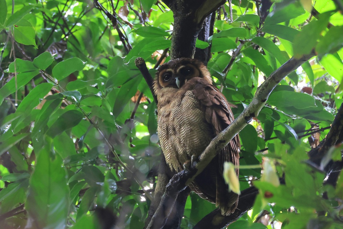 Brown Wood-Owl - ML619075135