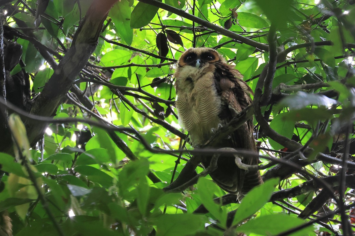 Brown Wood-Owl - ML619075136
