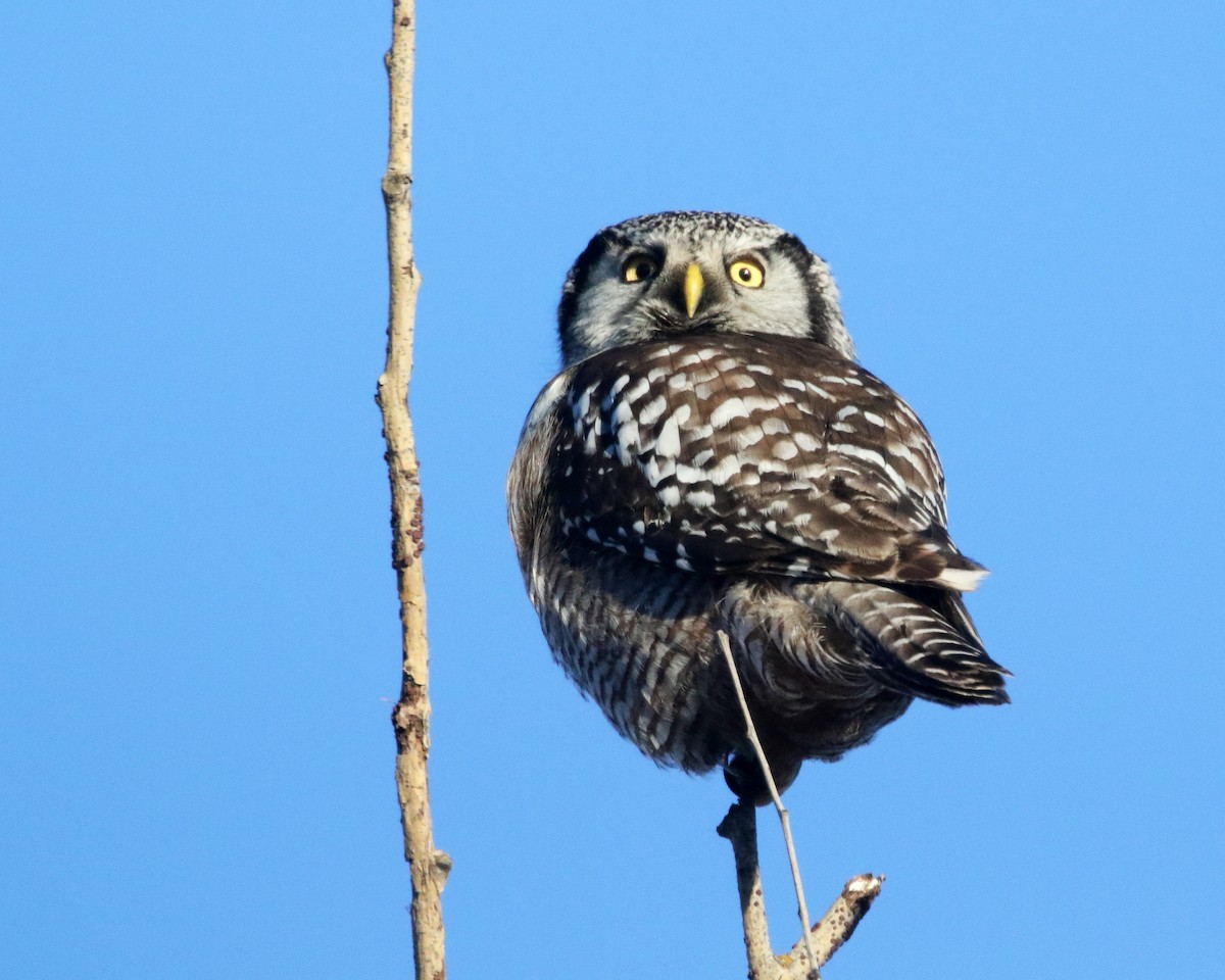 Northern Hawk Owl - ML619075137