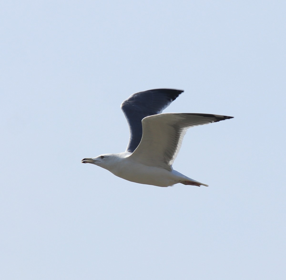 Lesser Black-backed Gull (Heuglin's) - ML619075155