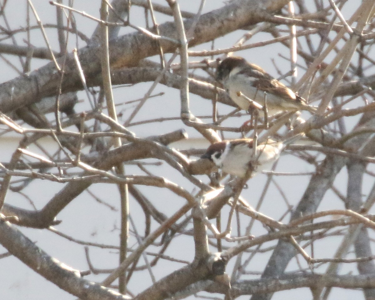 Eurasian Tree Sparrow - ML619075187