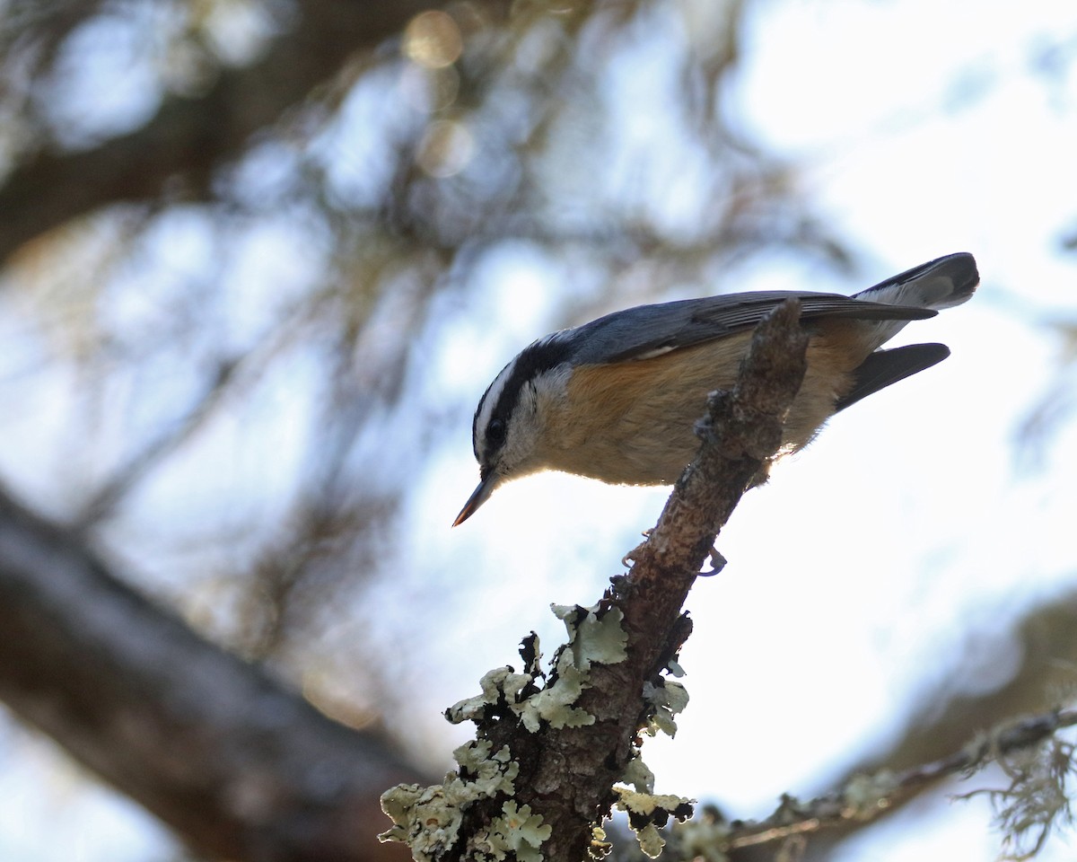 Red-breasted Nuthatch - ML619075203