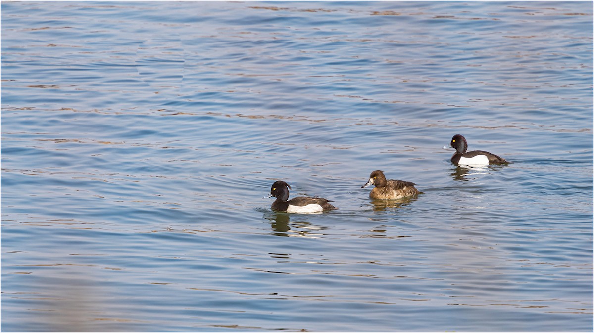 Tufted Duck - 대준 유