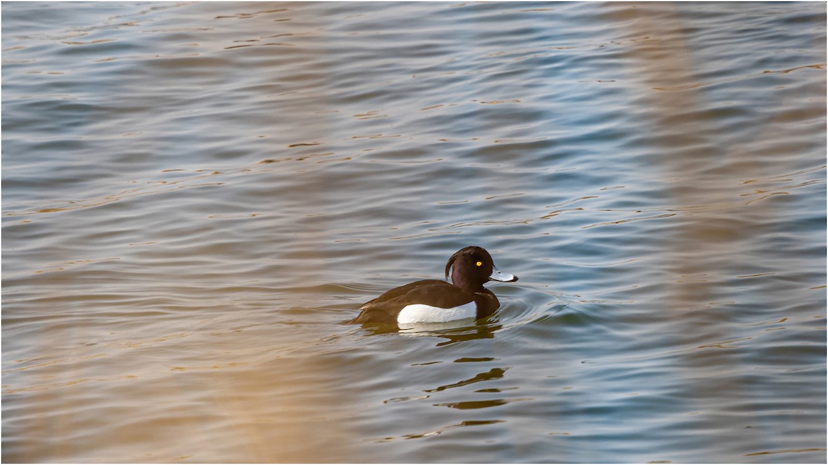Tufted Duck - ML619075282