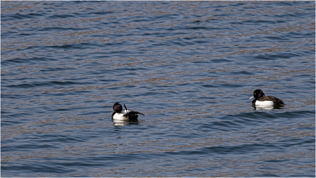 Tufted Duck - 대준 유