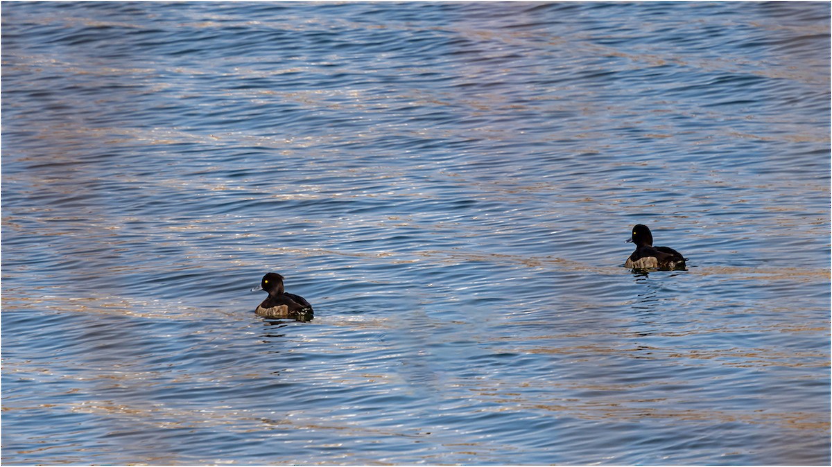 Tufted Duck - ML619075284