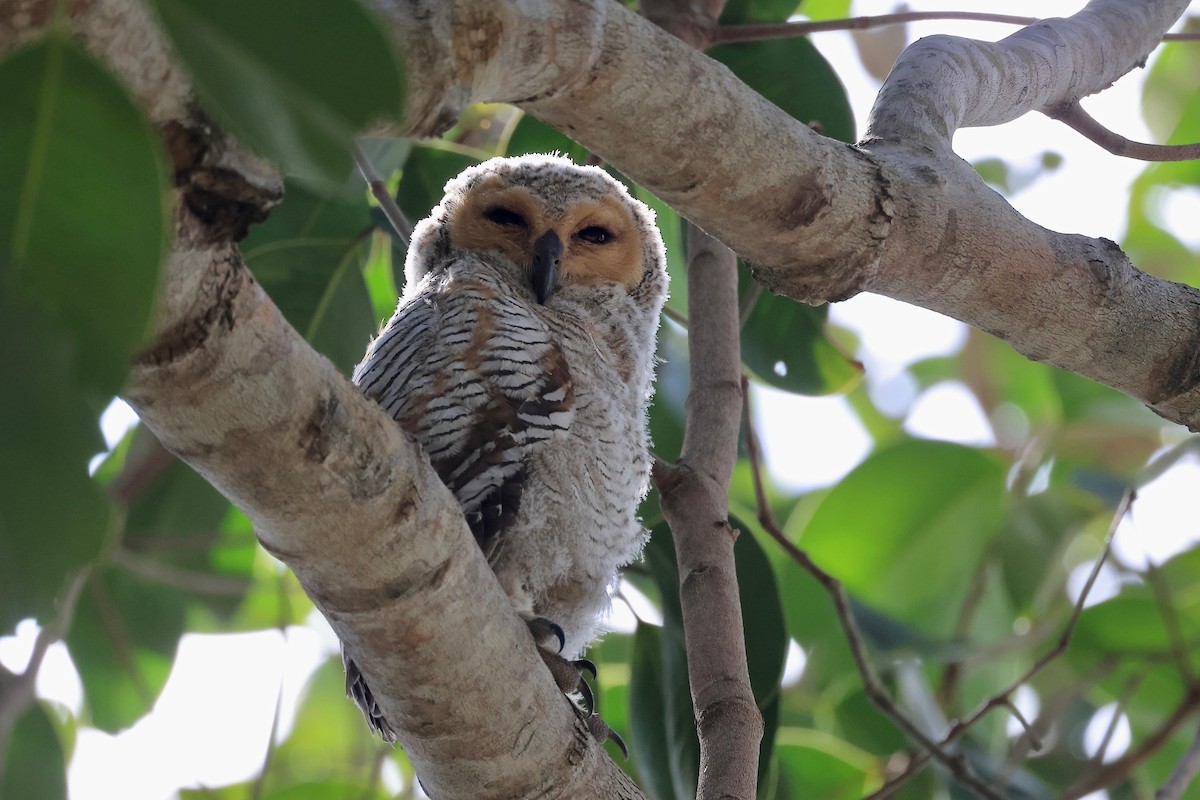 Spotted Wood-Owl - ML619075286