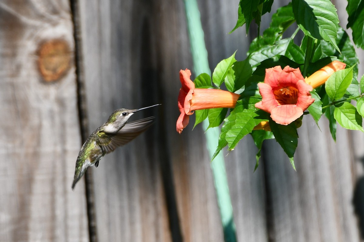 Black-chinned Hummingbird - ML619075306