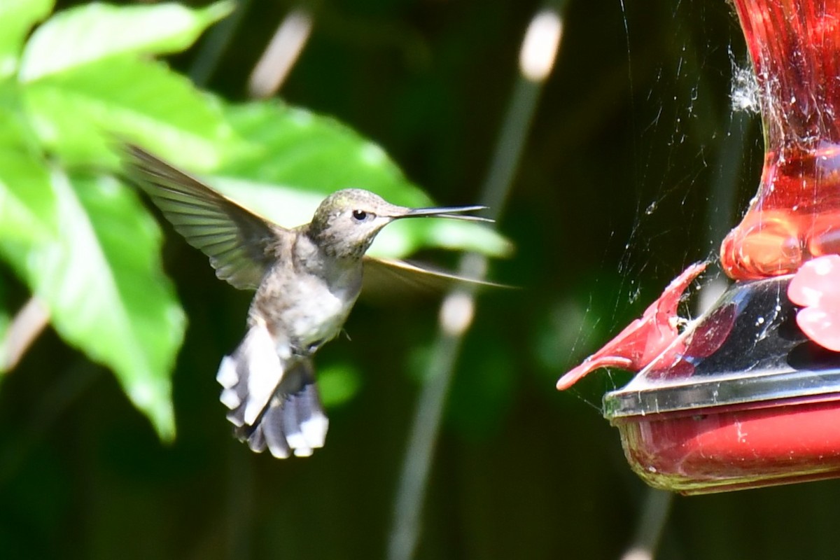 Black-chinned Hummingbird - ML619075308
