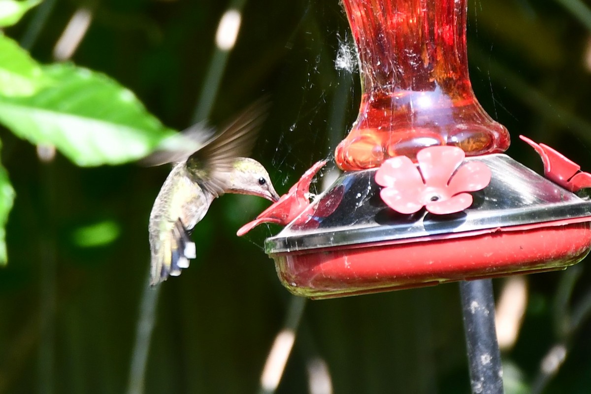 Black-chinned Hummingbird - ML619075310