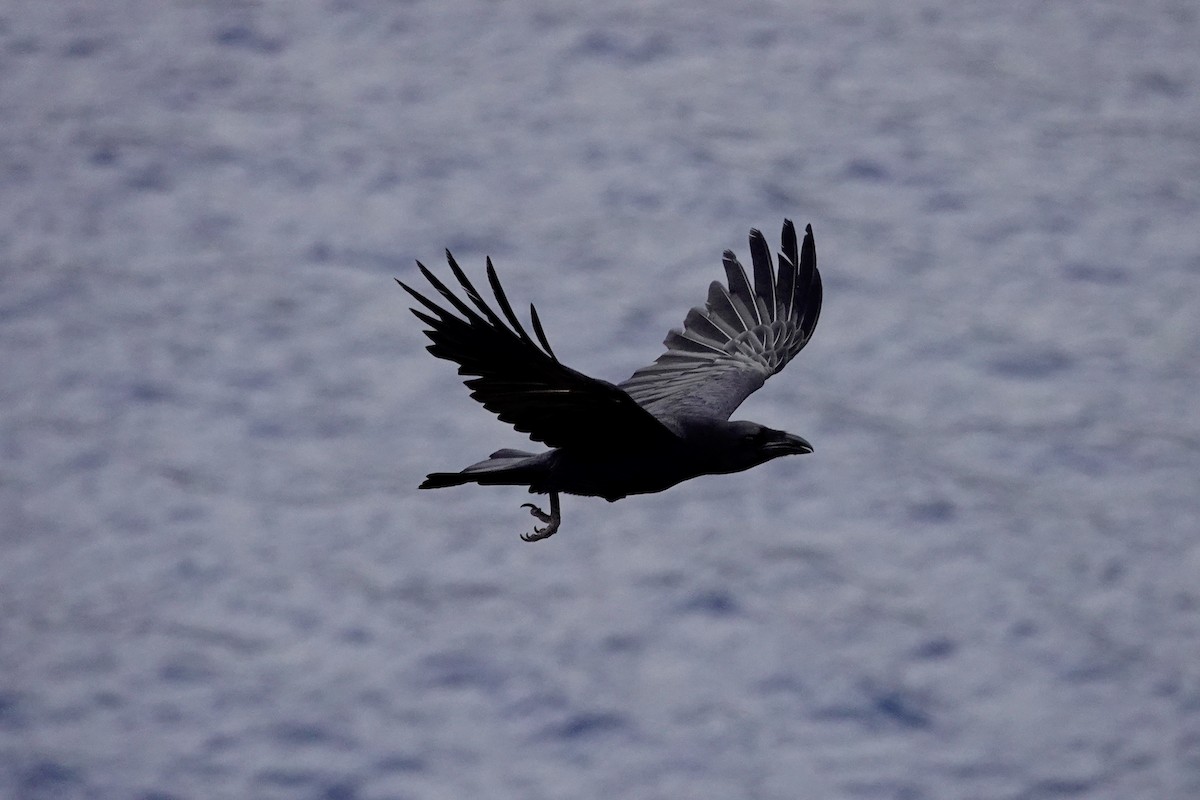 Common Raven - David Ratcliffe