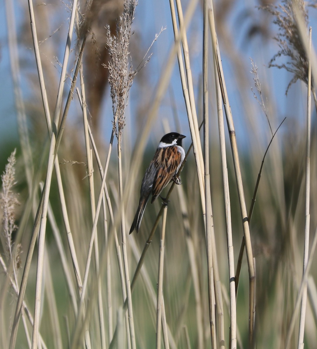 Reed Bunting - Michael Maltby