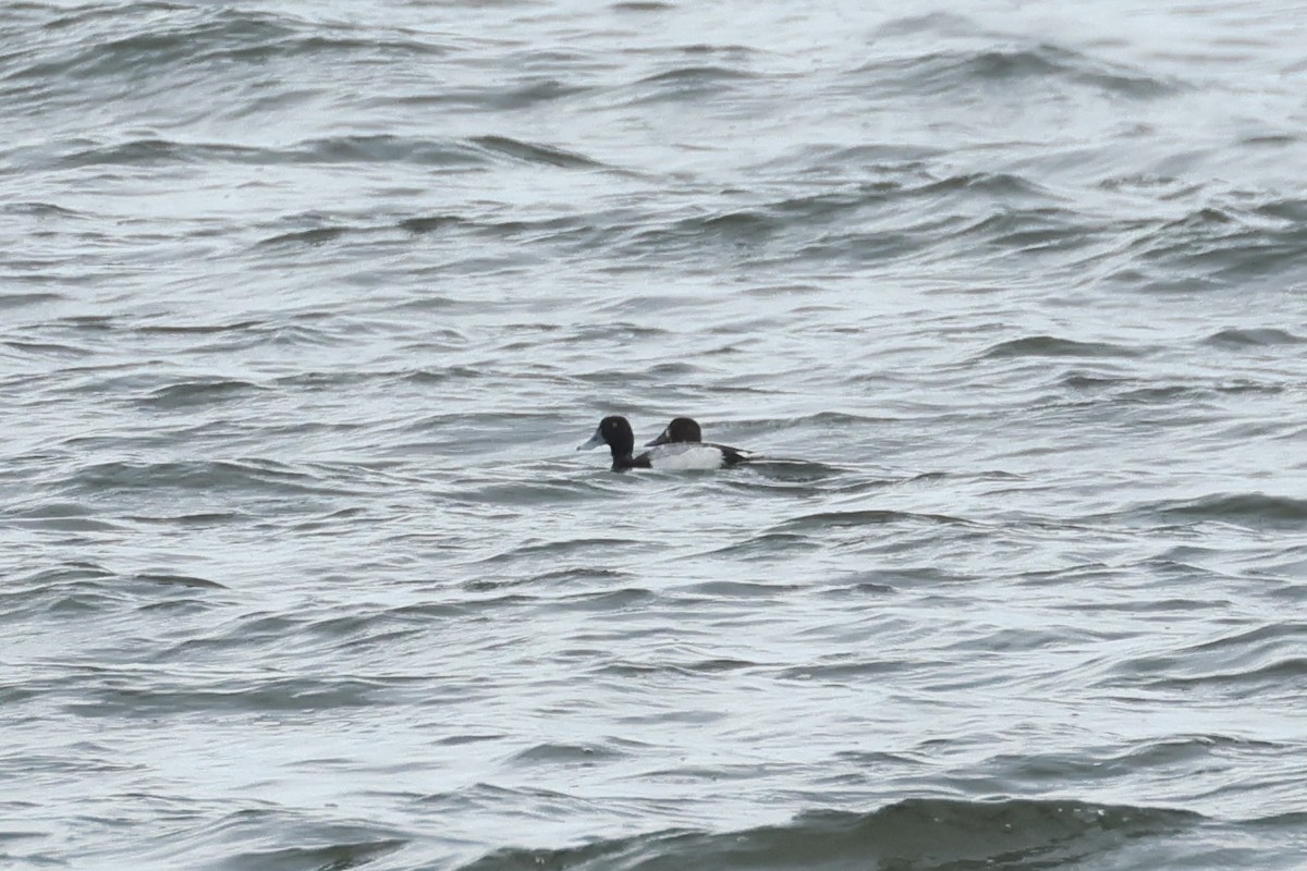 Greater Scaup - ML619075373