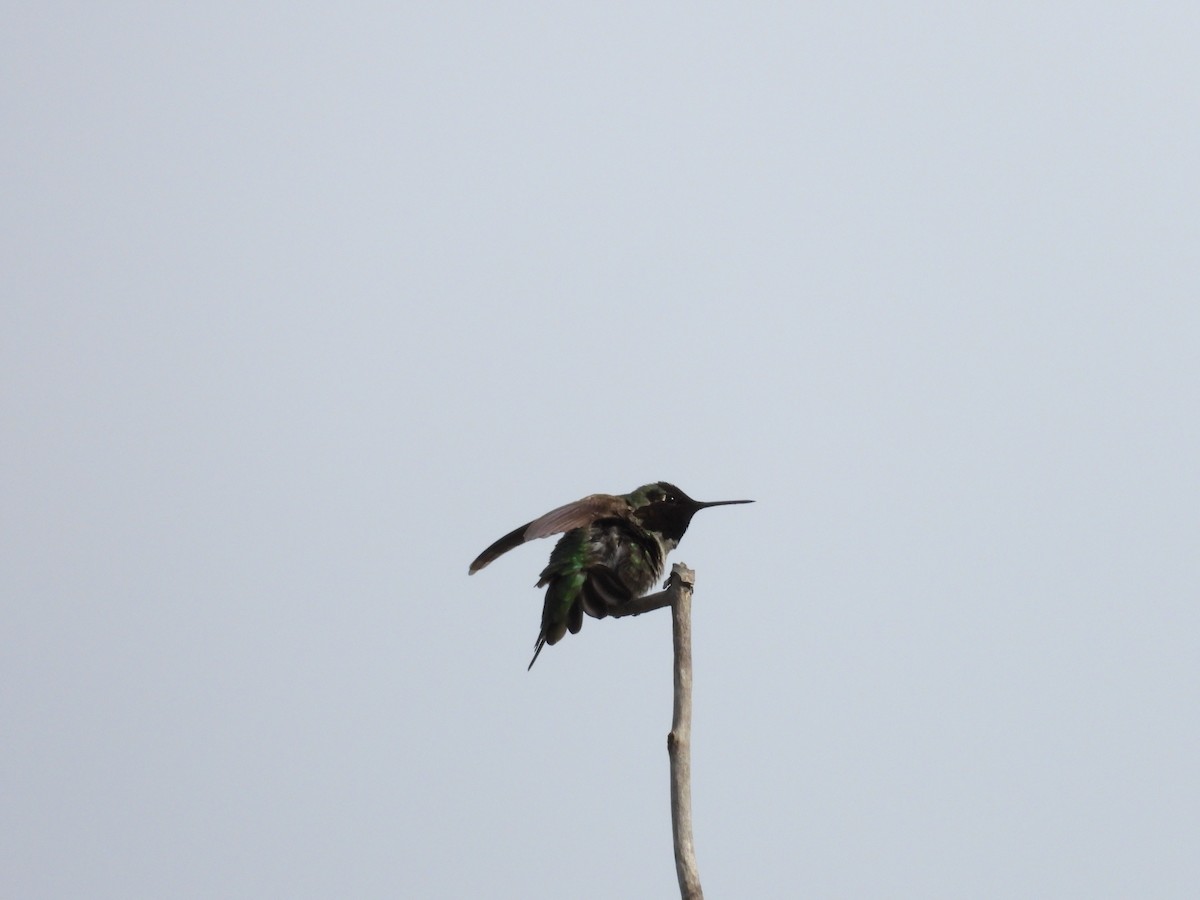 Anna's Hummingbird - ML619075391