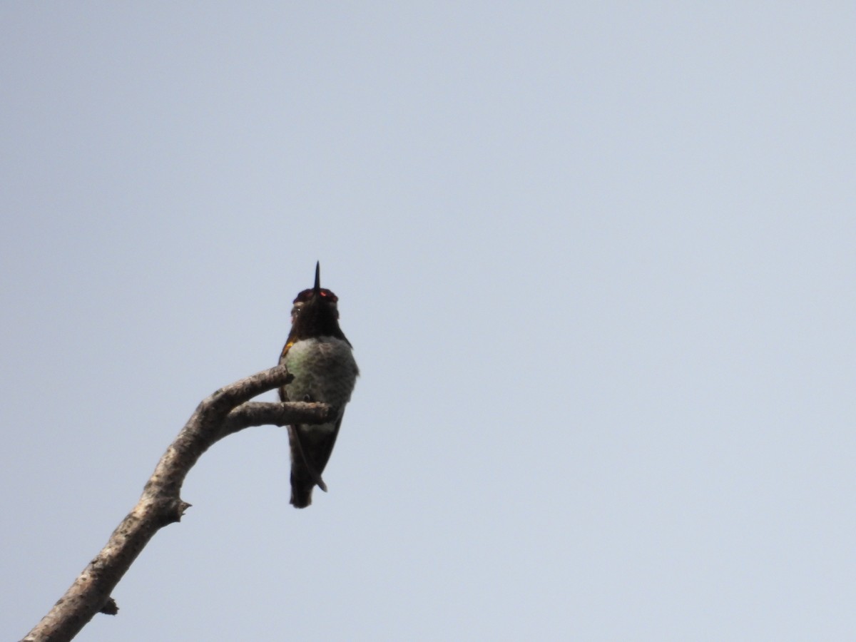 Anna's Hummingbird - ML619075395