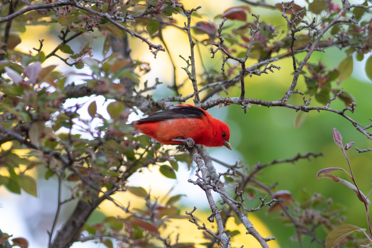 Scarlet Tanager - ML619075413