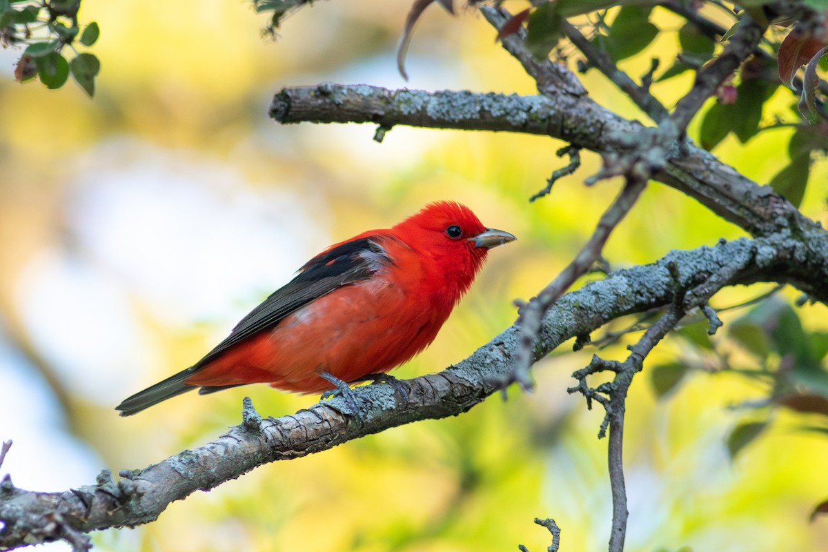 Scarlet Tanager - ML619075414