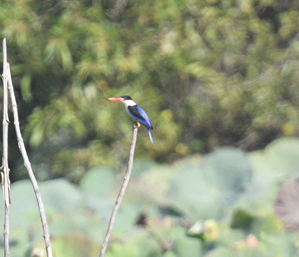 Black-capped Kingfisher - Chitra Shanker