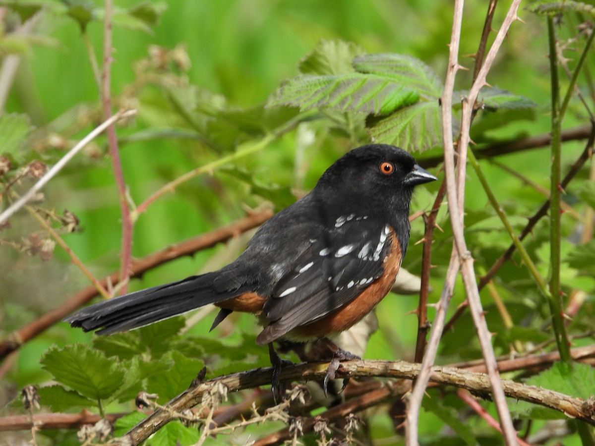 Spotted Towhee - ML619075451