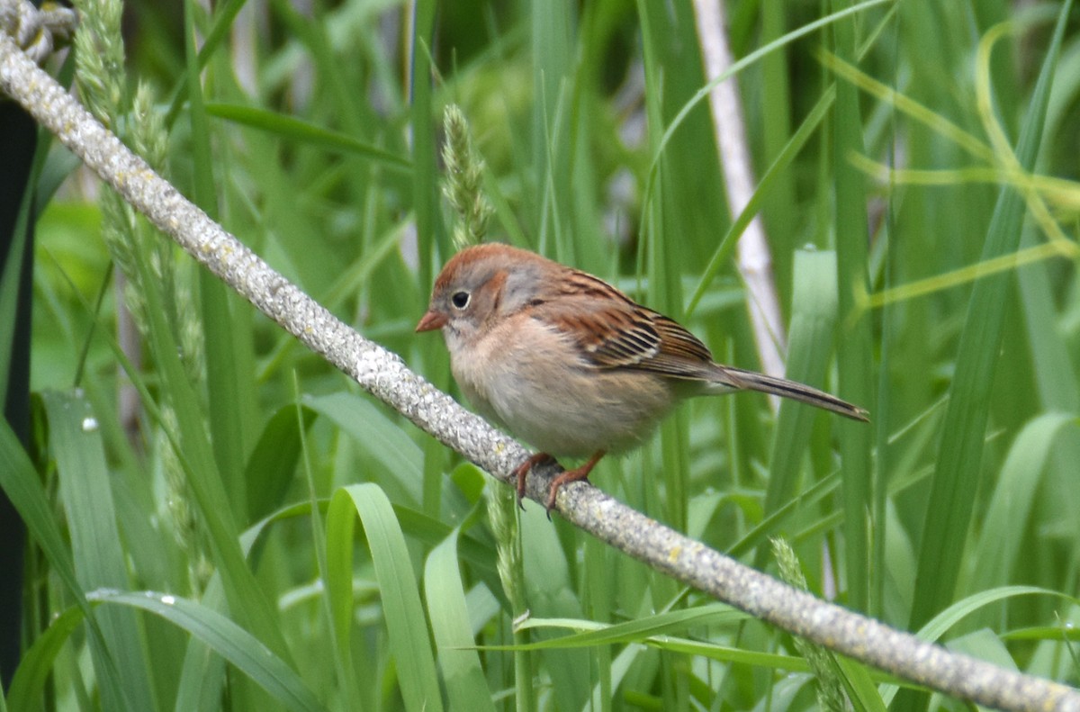 Field Sparrow - ML619075460