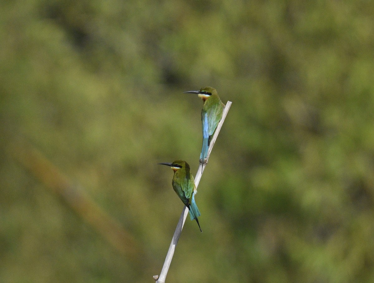 Blue-tailed Bee-eater - ML619075462