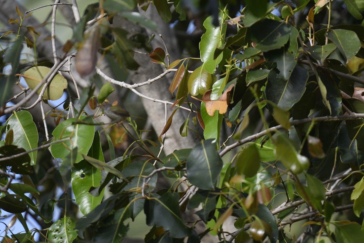 Common Tailorbird - Chitra Shanker