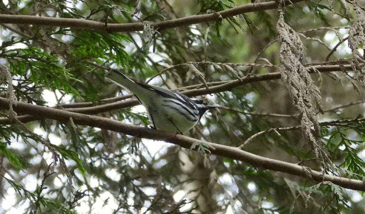 Black-throated Gray Warbler - ML619075481